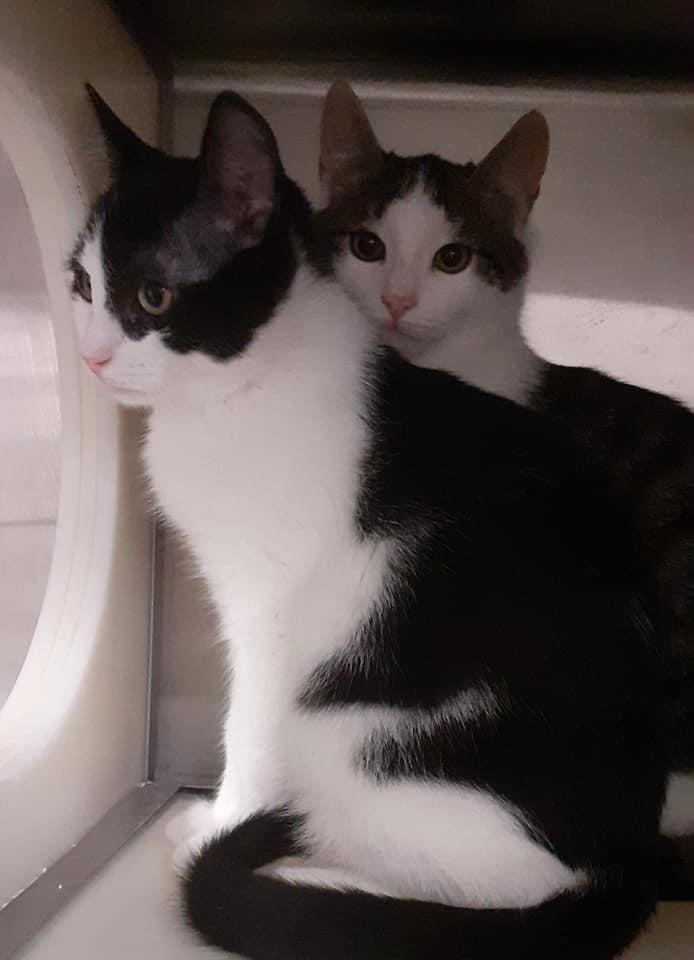 PM-Stefan and Ruxy cats